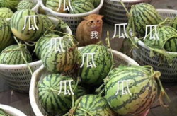 娱乐吃瓜的头像图片大全,趣味横生的明星形象盘点