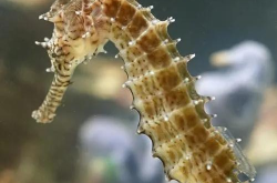中药海马,海洋珍宝，中药宝库中的补肾壮阳佳品